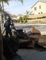 stump removal